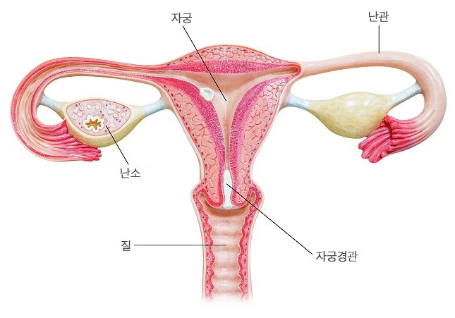 생리불순