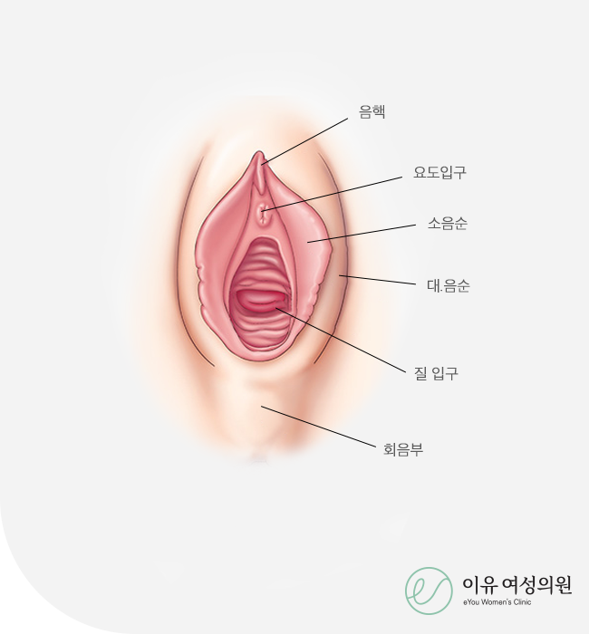 외음부 질환